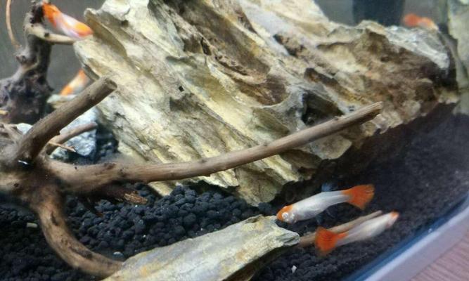 热带鱼鱼鳃烂了怎么办？哪种药物治疗效果好？