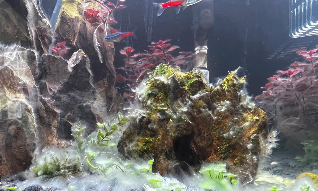 鱼缸水体发臭且有絮状物咋办？哪种药物可以有效处理？