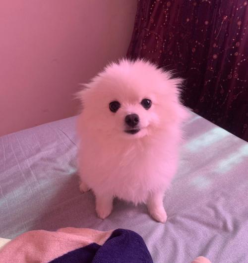 博美犬吐白沫且拉稀臭咋办？应服用什么药物？