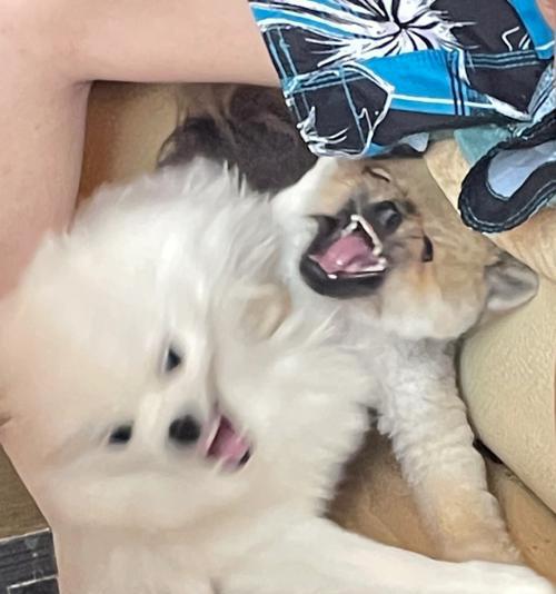 博美犬吐白沫且拉稀臭咋办？应服用什么药物？