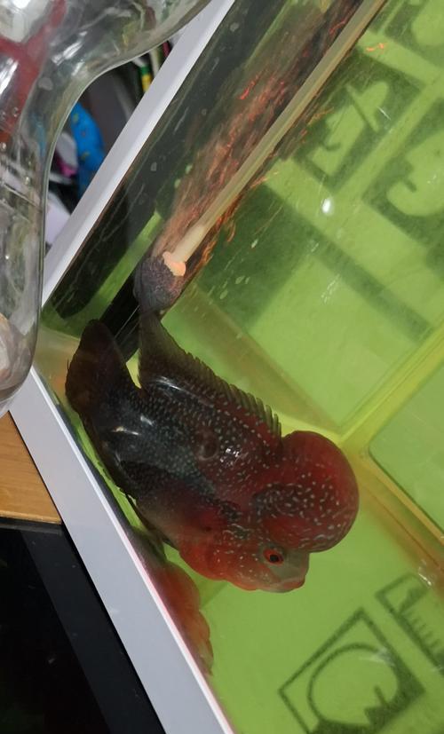水温低导致罗汉鱼沉底如何调整？有什么解决方法？