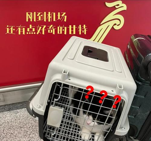 宠物托运后吐水怎么办？怎么预防和处理？