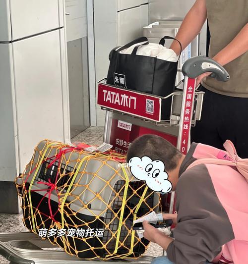 宠物托运后吐水怎么办？怎么预防和处理？