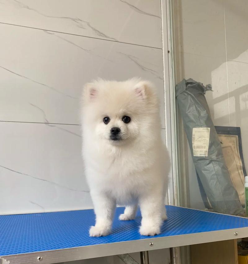 博美犬干便和口吐白沫怎么办？可能的原因及解决方法有哪些？