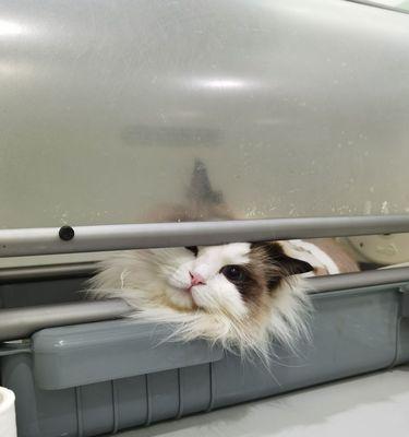 布偶猫病毒性心肌炎的严重性怎么判断？出现症状后应采取哪些措施？
