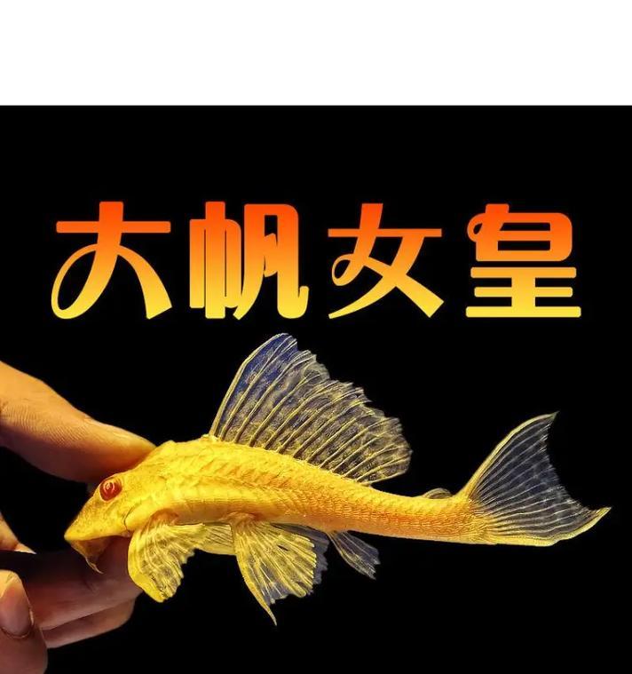 鱼缸换水加盐清道夫死亡？原因和预防措施有哪些？
