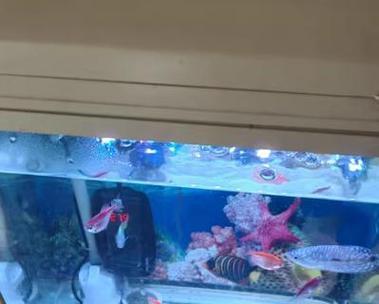 鱼缸水浑浊放药对鱼有影响吗？怎么正确处理？