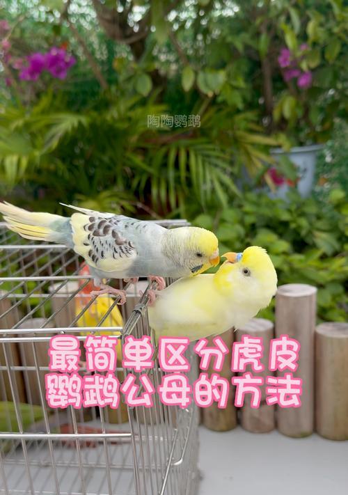 虎皮鹦鹉母鸟含公鸟尾巴咋办？是否需要干预？