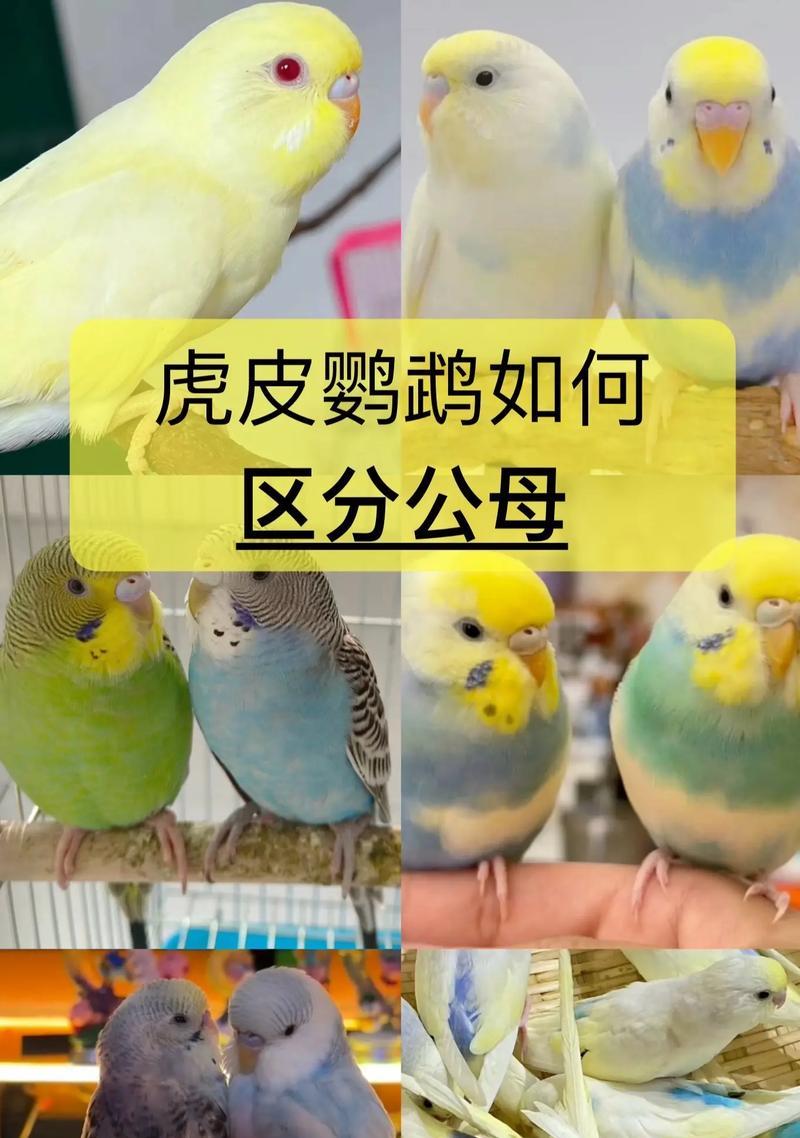 虎皮鹦鹉母鸟含公鸟尾巴咋办？是否需要干预？