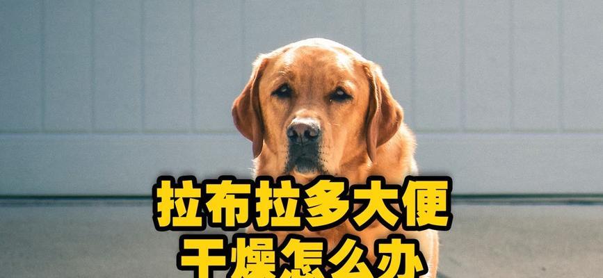 25天拉布拉多频繁排便怎么办？原因及解决方法有哪些？