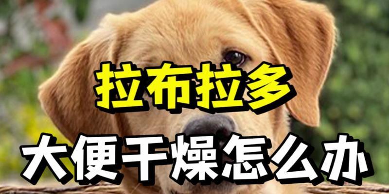 25天拉布拉多频繁排便怎么办？原因及解决方法有哪些？