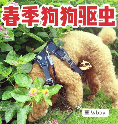 宠物不驱虫会怎么样？咋办？