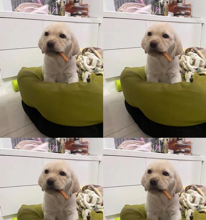 拉布拉多幼犬疫苗后不适怎么办？应对措施有什么？