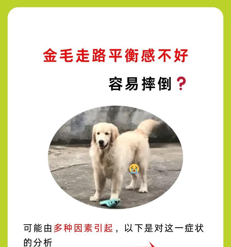 五个月大的金毛行为异常怎么办？怎么纠正？