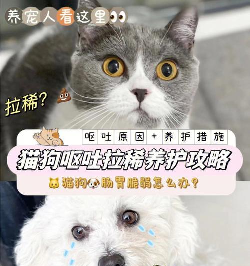 宠物托运呕吐怎么办？怎么减轻宠物不适？