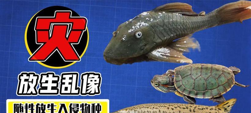清道夫误入鳄鱼窝怎么办？怎么安全处理？