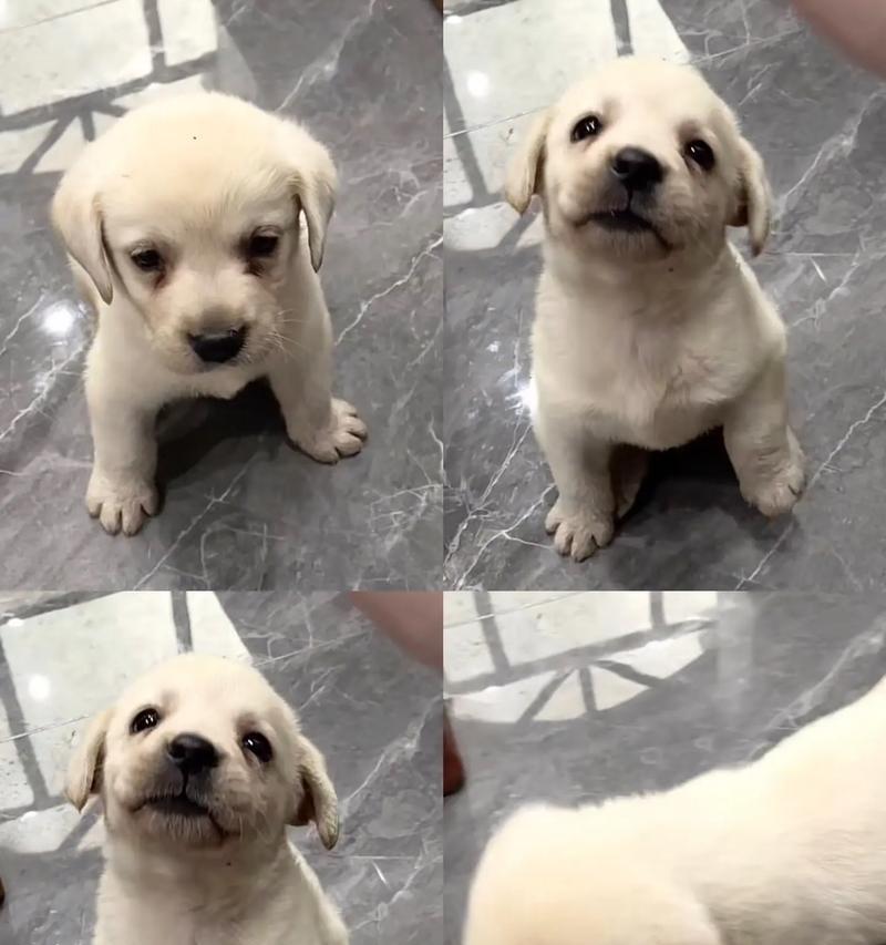两个月大的拉布拉多乱咬东西怎么办？怎么纠正其行为？
