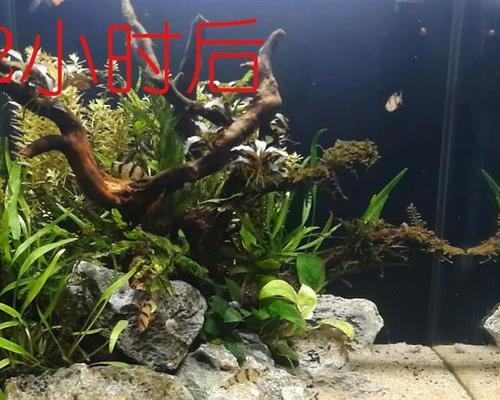 鱼缸沉木水变黄咋办？用什么药物处理？