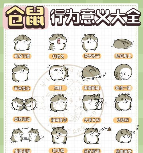仓鼠不停吃卫生纸怎么办？怎么阻止这种行为？