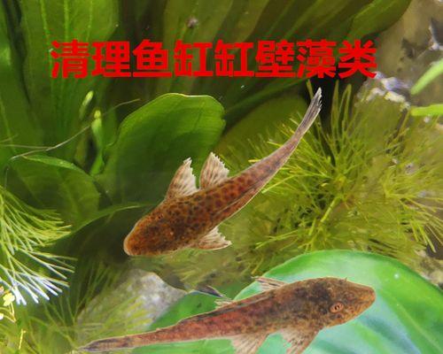 清道夫咬鱼缸的鱼怎么办？如何保护观赏鱼？