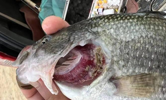 鱼缸水霉药后水质浑浊怎么办？处理方法是什么？