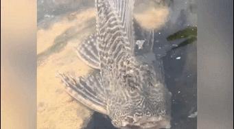 清道夫咬人，如何有效预防？