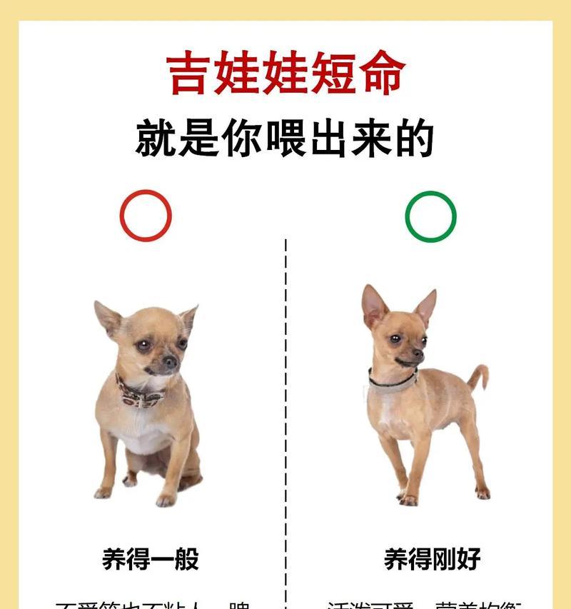 吉娃娃肚脐眼鼓起是否为疾病信号？处理方法是什么？