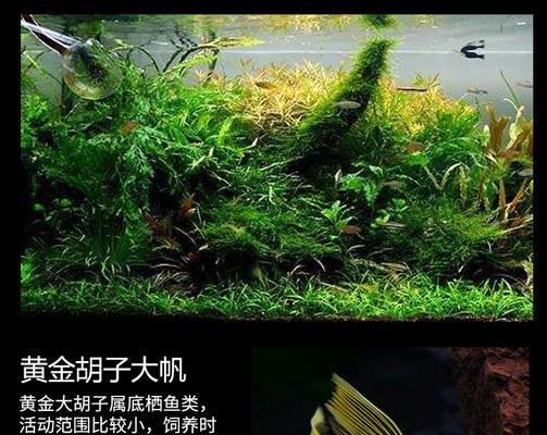 清道夫误食热带鱼怎么办？有效处理的方法是什么？