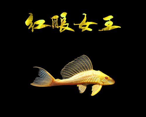 清道夫误食热带鱼怎么办？有效处理的方法是什么？