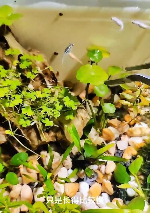 鱼缸换水加盐清道夫死亡怎么办？预防措施有哪些？