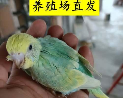 虎皮鹦鹉雏鸟出壳后不张嘴怎么办？