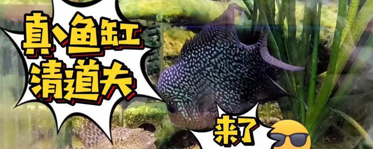 鱼缸有清道夫还要换水吗？换水时机如何确定？