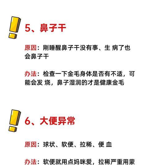 五个月金毛行为异常如何纠正？有效的方法有哪些？