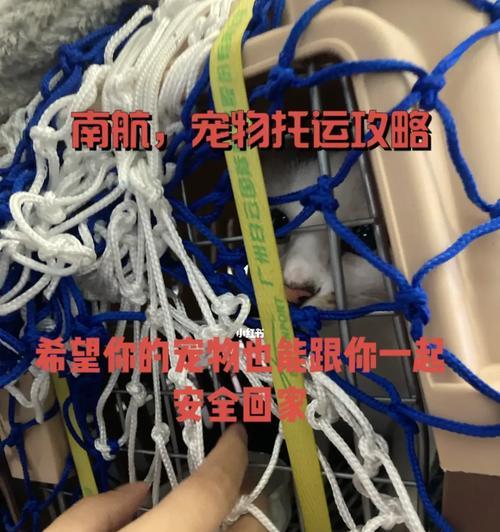 宠物托运后出现呕吐如何处理？预防和处理的方法有哪些？