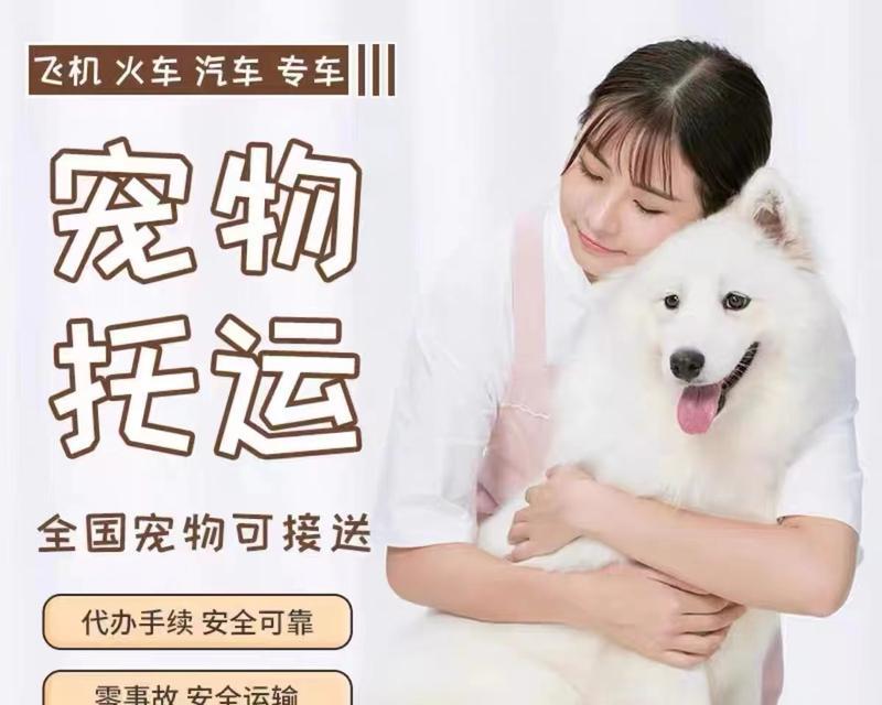 宠物托运后出现呕吐如何处理？预防和处理的方法有哪些？