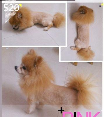博美犬腹泻呕吐，应吃什么食物？