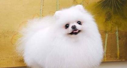 博美犬腹泻呕吐，应吃什么食物？