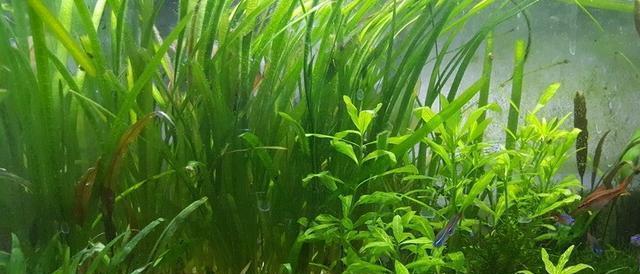 鱼缸水草频繁腐烂怎么办？用什么药可以解决？