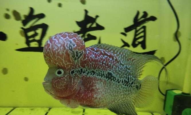 罗汉鱼颜色变黑怎么办？处理方法有哪些？
