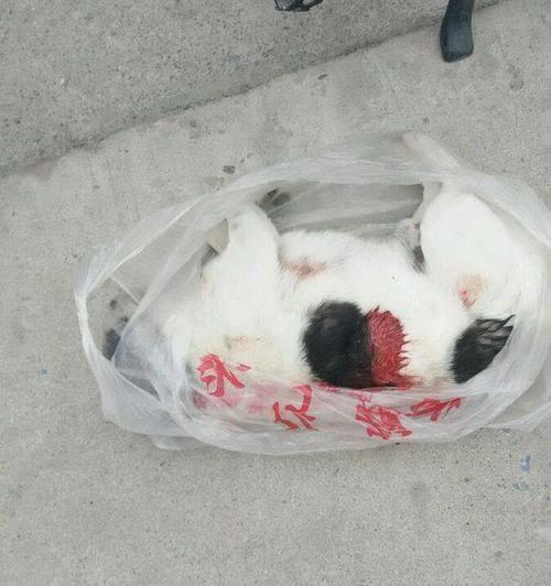 吉娃娃有痰怎么办？治疗效果最佳的药物是什么？