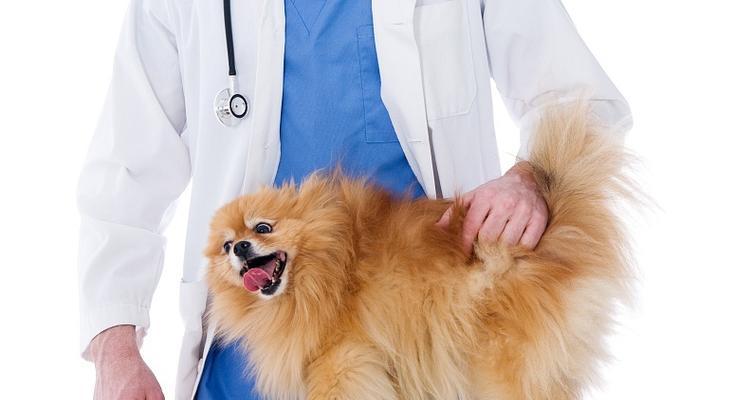 博美犬腹泻呕吐应如何处理？有哪些推荐的方法？
