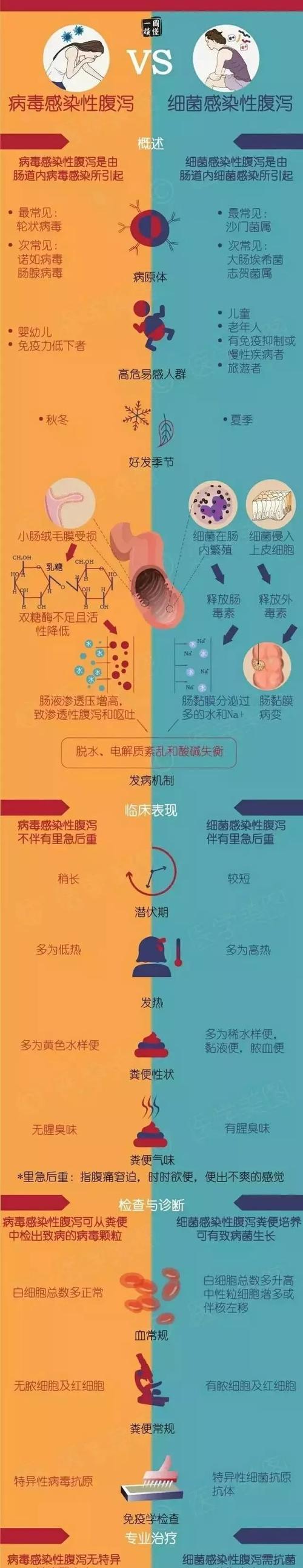 博美犬腹泻呕吐应如何处理？有哪些推荐的方法？