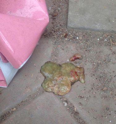 博美犬腹泻呕吐应如何处理？有哪些推荐的方法？
