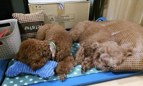 绝育后狗狗尿床问题如何处理？有哪些有效的解决方法？