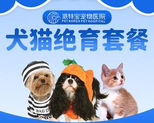 宠物托运后呕吐怎么办？如何缓解宠物不适？