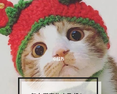 宠物托运后呕吐怎么办？如何缓解宠物不适？