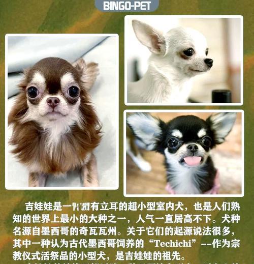 吉娃娃倒吸气？缓解方法是什么？