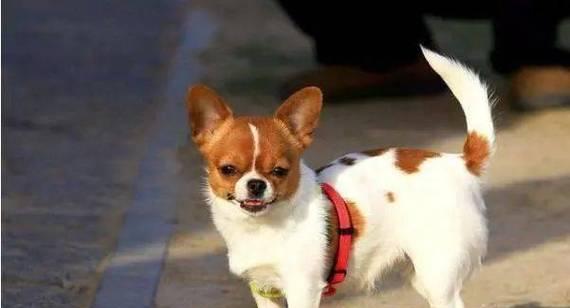 吉娃娃倒吸气？缓解方法是什么？