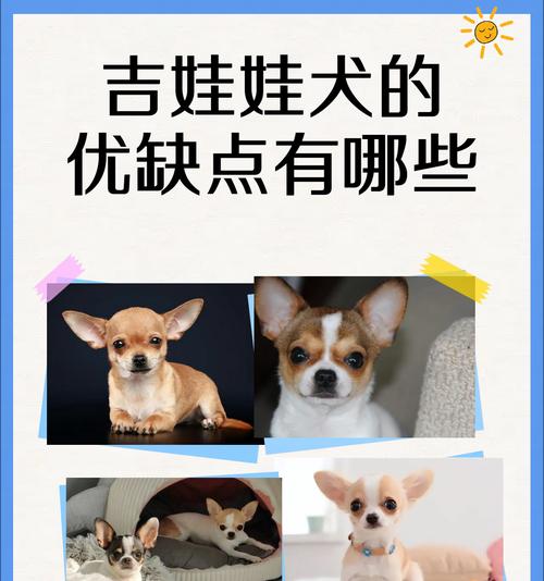 吉娃娃肚脐眼鼓起是什么原因？如何进行安全处理？