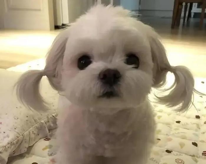 博美犬吐白沫且拉稀臭怎么办？应服用哪种药物？